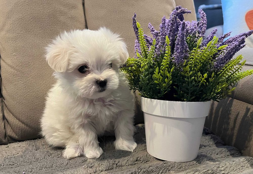 Maltańczyk – malutki piesek po malutkich rodzicach