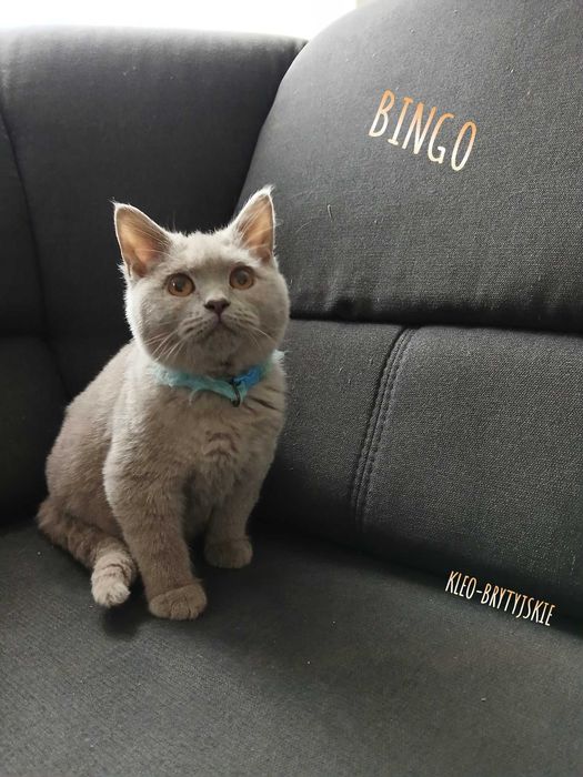 Kocur Brytyjski krótkowłosy liliowy z RODOWODEM Bingo