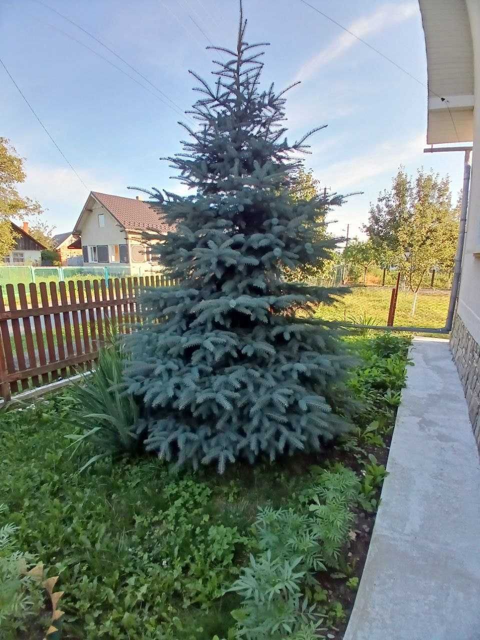 Голуба ялинка 8 м