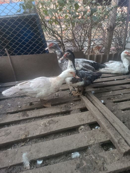 Індокачки,качки,шипуни