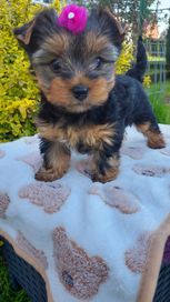 Yorkshire Terrier śliczna dziewczynka