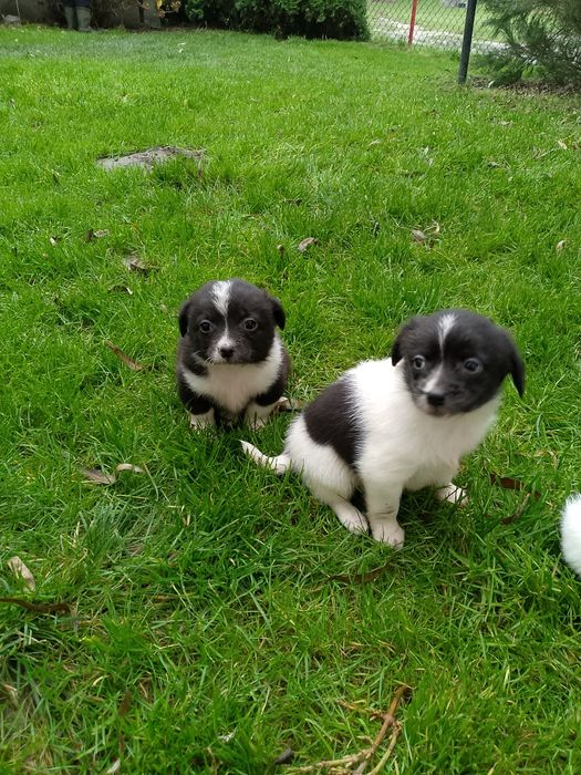 Szczeniaki do oddania