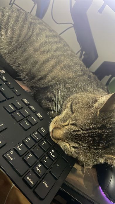 Gatinho Super dócil para Adoção