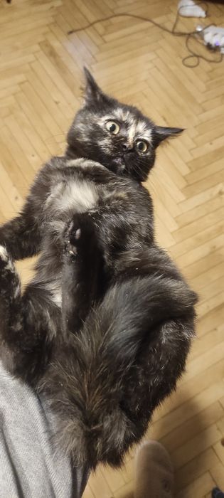 Віддам котика дівчинку