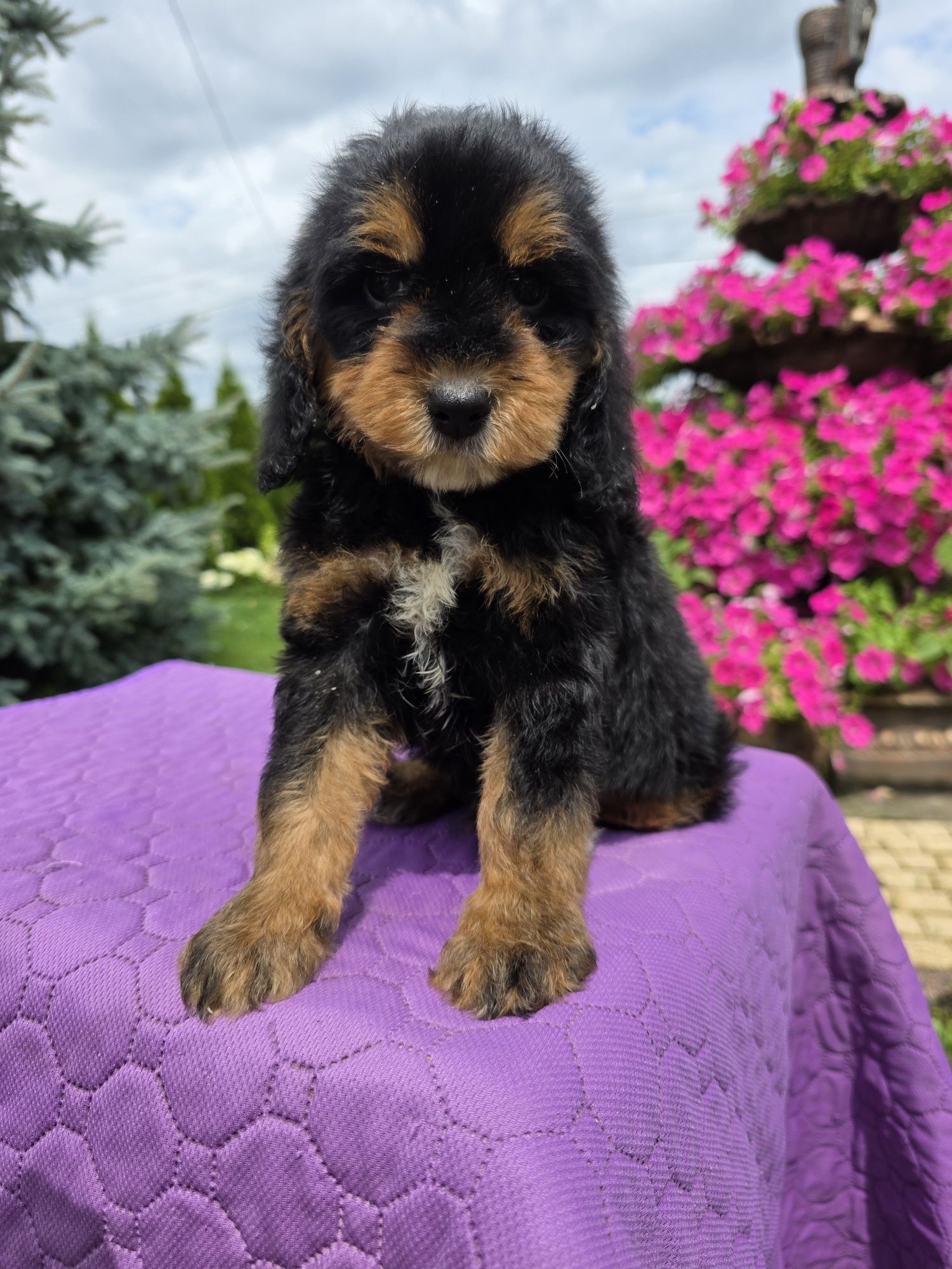 Cockapoo śliczny chlopiec Xawery
