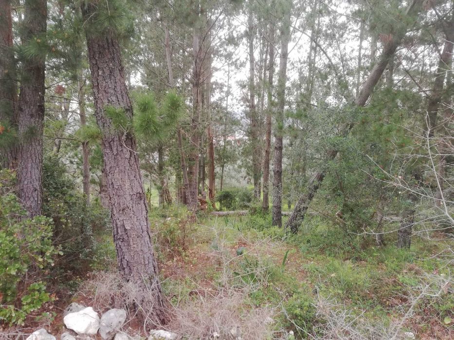 Terreno rústico com olival e pinhal