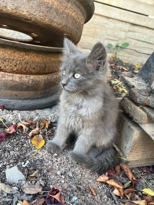 Котята в добрі руки