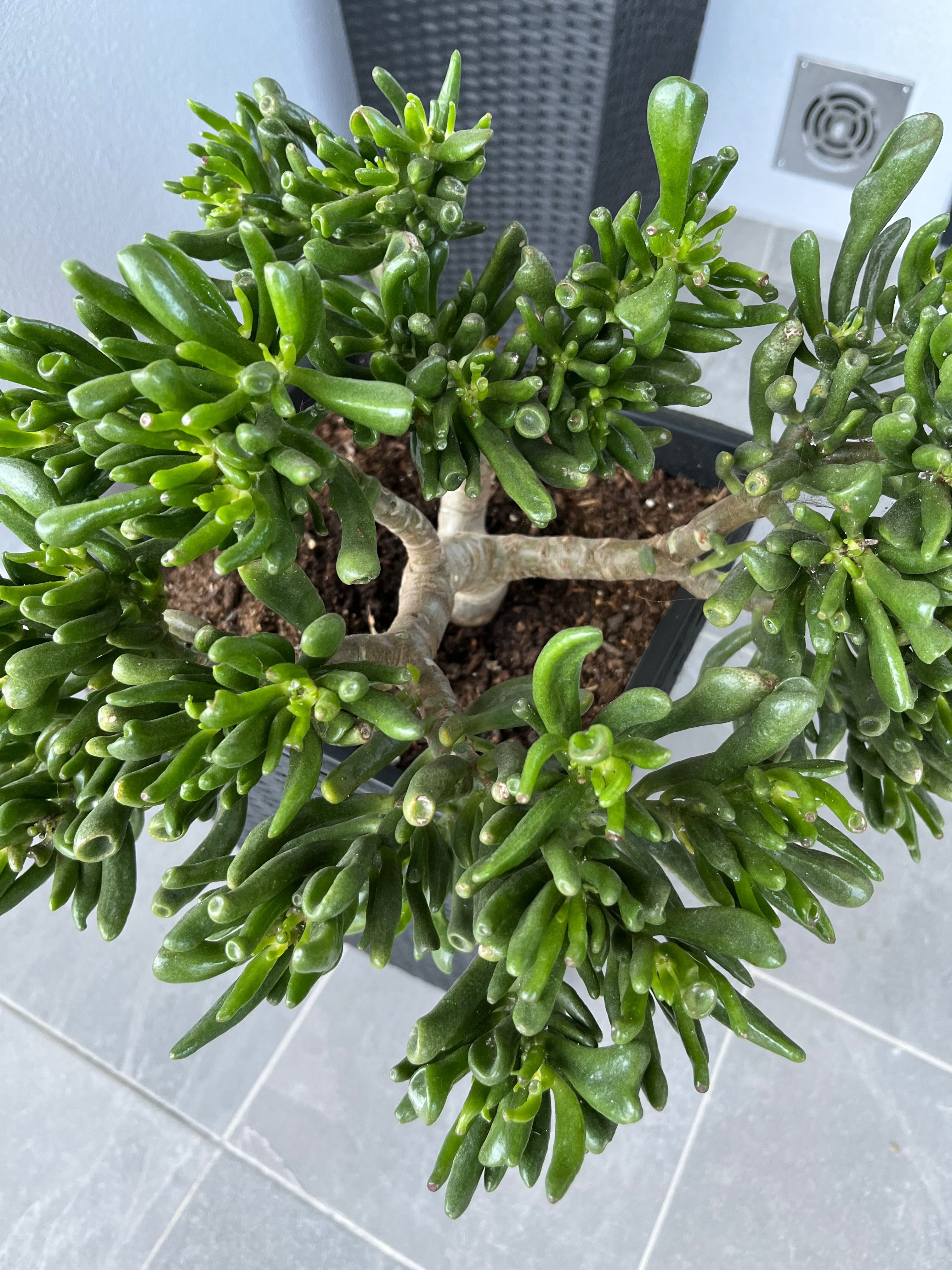 Bonsai de suculenta
