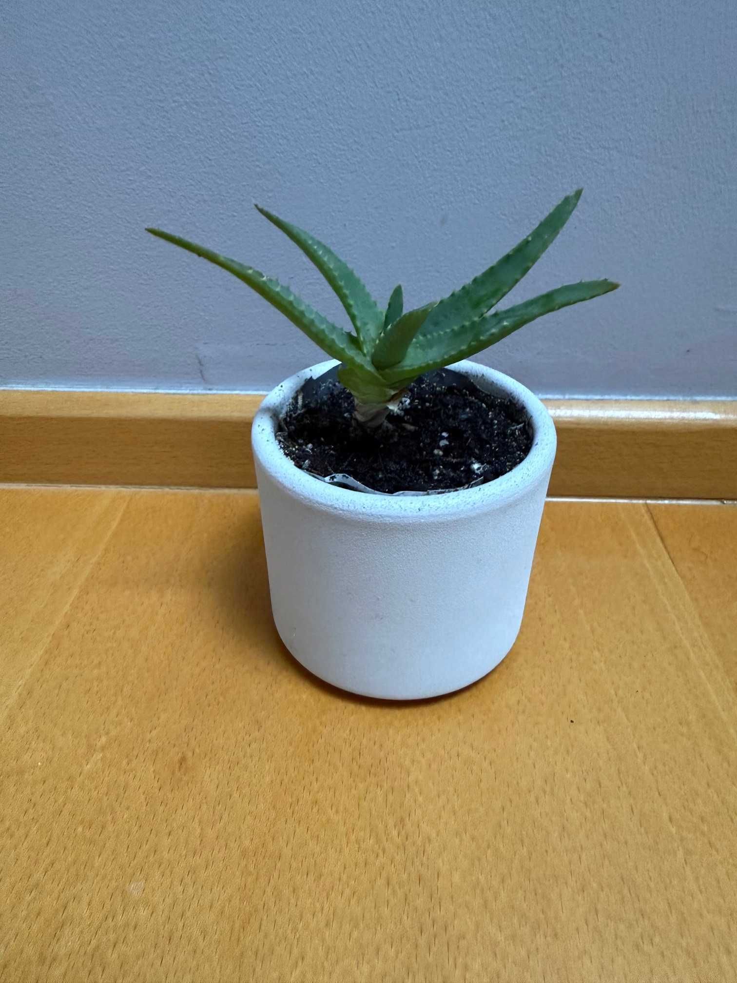 Mini aloes w betonowej, jasnoszarej doniczce, nowoczesny design