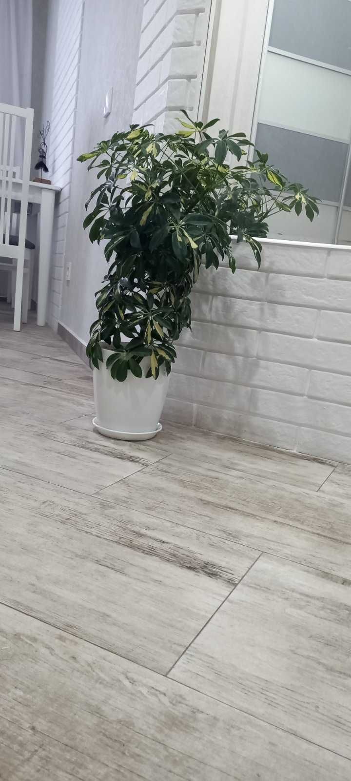 Продам вариегатную шефлеру