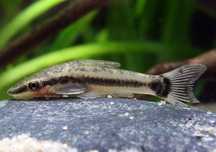 Otos otoski otosek glon krewetki ryby akwarium krewetkarium