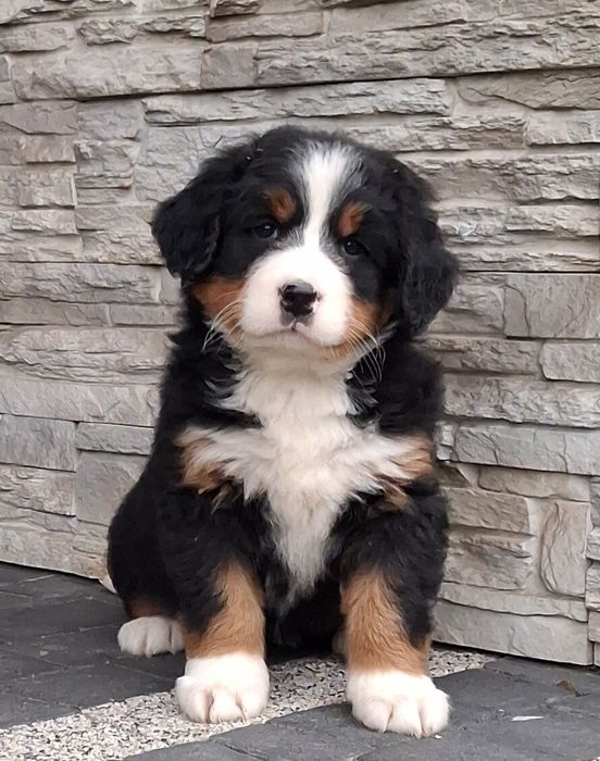 Berneński Pies Pasterski