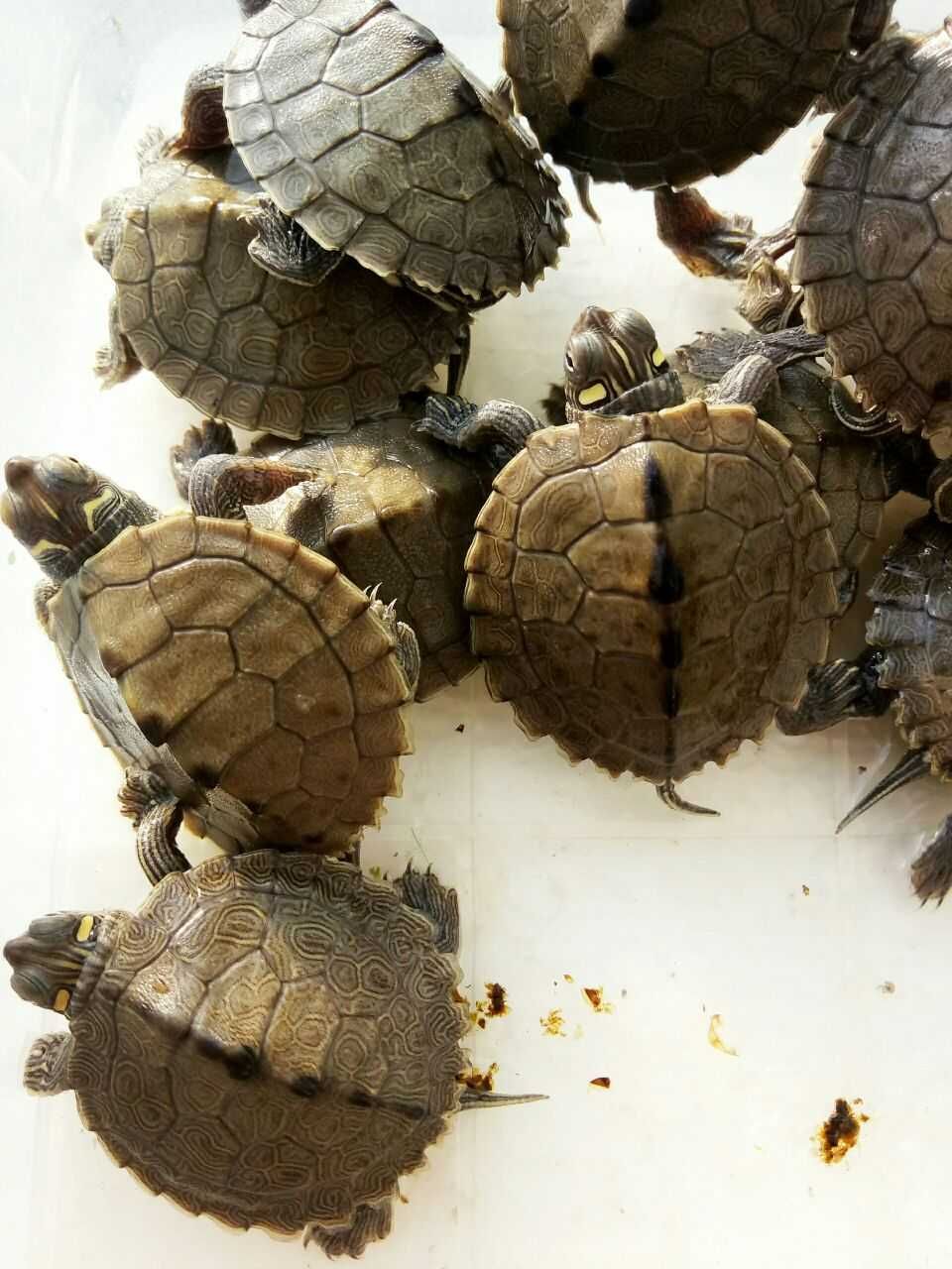 Черепашки почти карликовые Самцы и самки пилоспинной черепахи