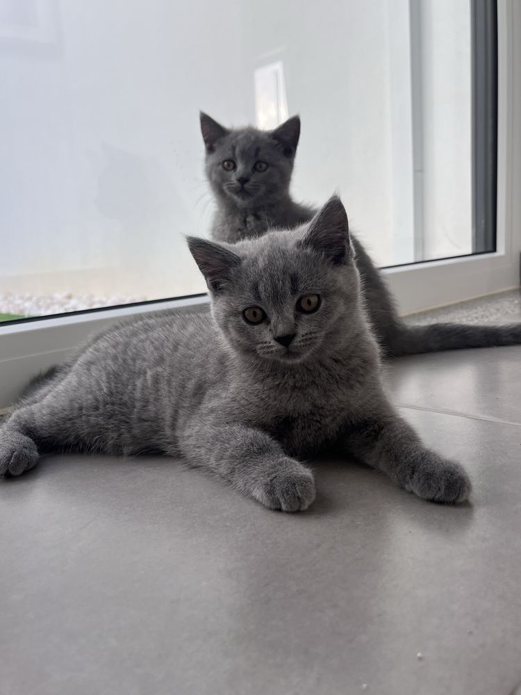 Gatinho british shorthair
