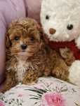 Piesek maltipoo  xs