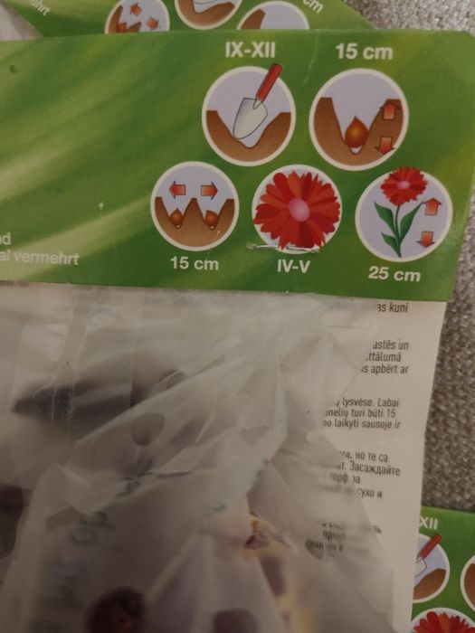 Гиацинт. Луковицы гиацинта. Цибулини гіацинту