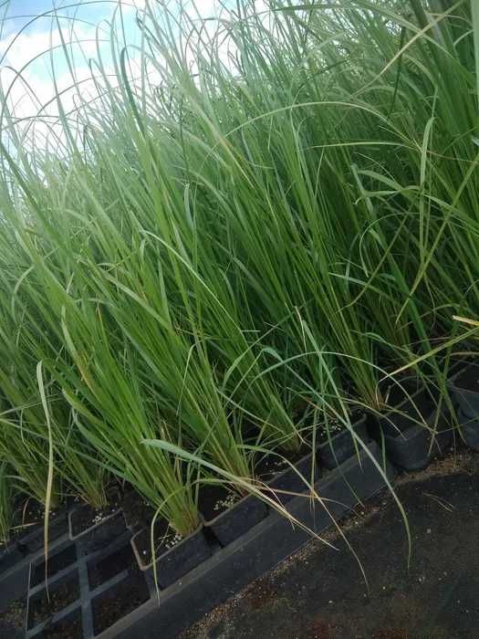 Trawa Pampasowa  w p9 WYSYŁKA