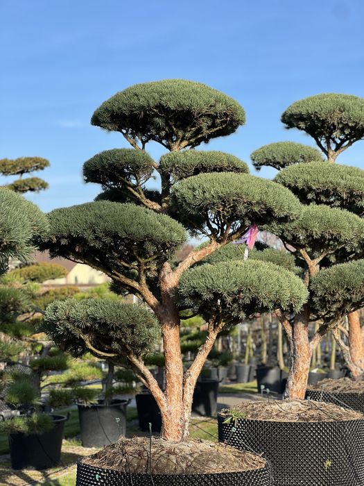 Bonsai sosna niwaki duże drzewa wiele gatunków BONSAI PARK