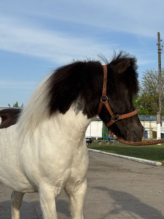 Ексклюзивний поні жеребець!