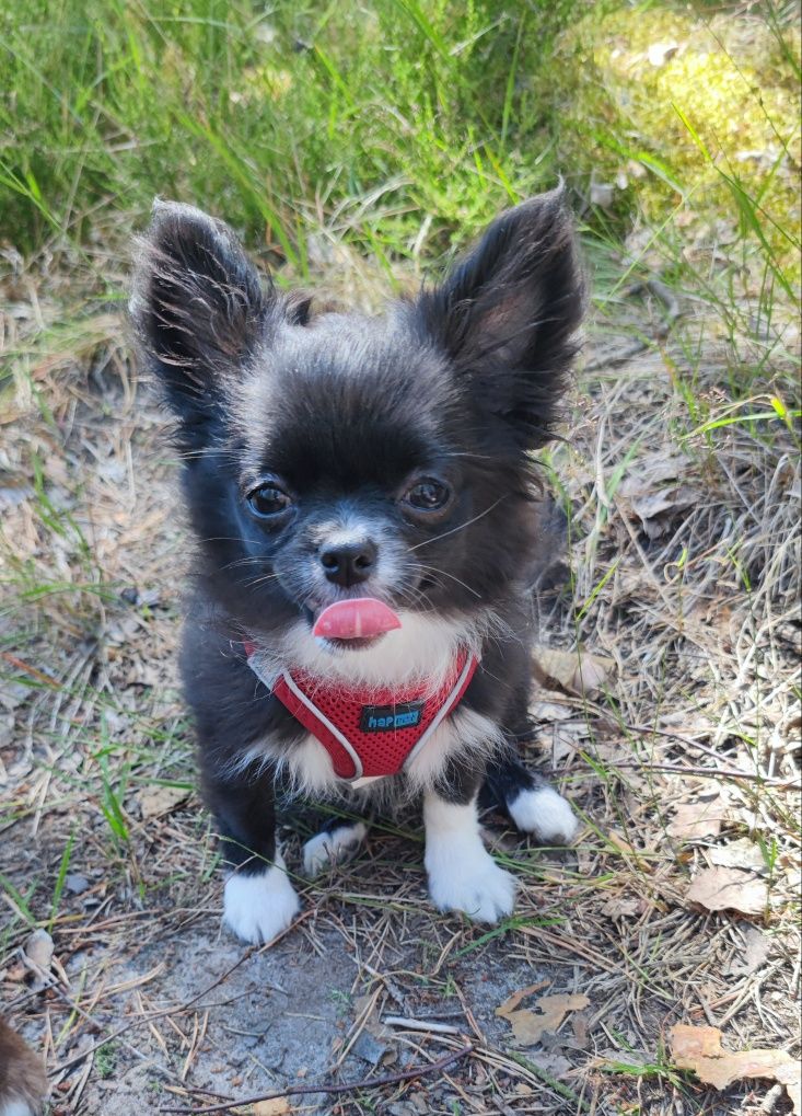 chihuahua długowłosa suczka FCI