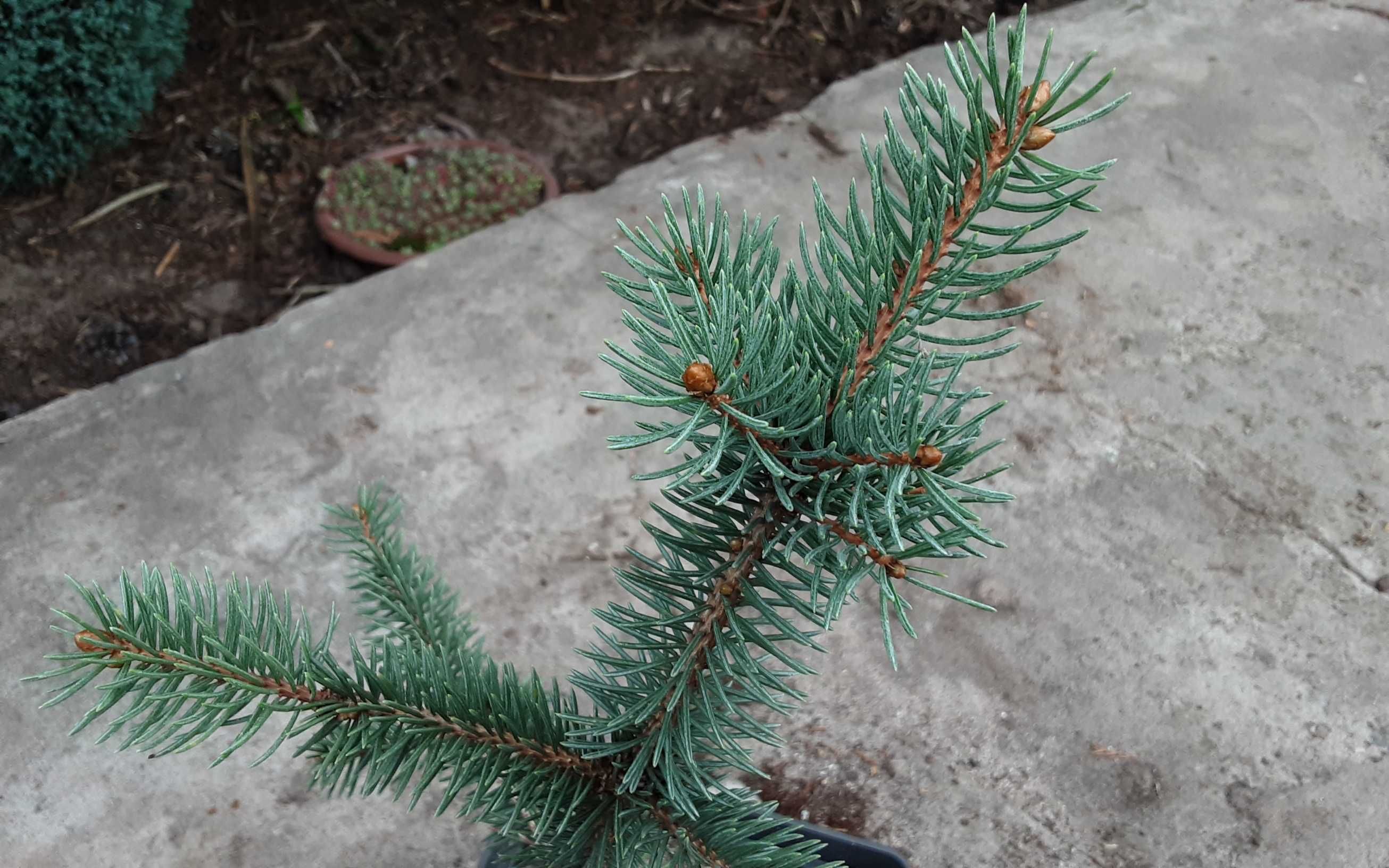 Елочка Майголд  (Picea pungens Maigold) привитое растение