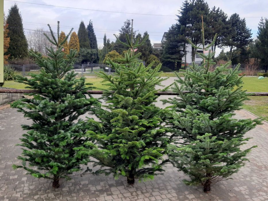 Choinki! Choinka! Ładne, gęste świerki i jodły z dowozem pod dom!