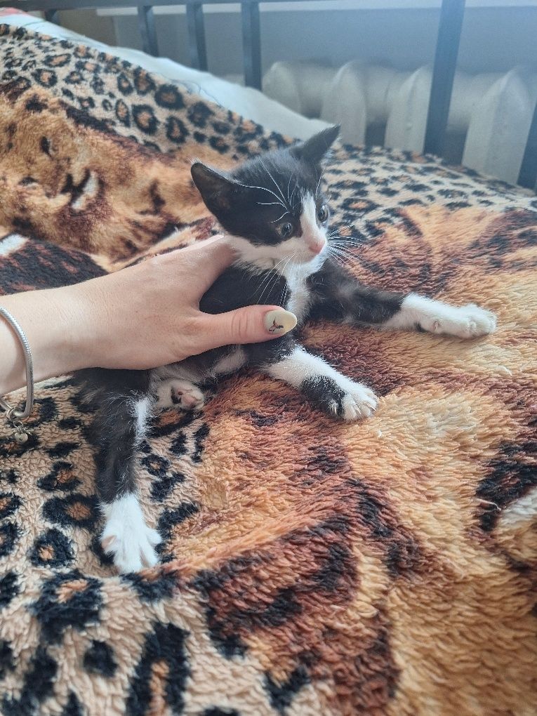 Кошеня безпритульне,стерилізую