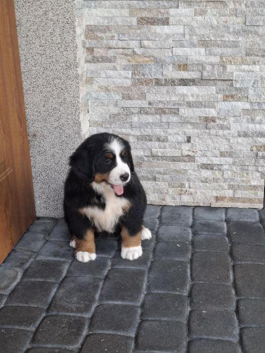 Berneński pies pasterski 8tyg z rodowodem