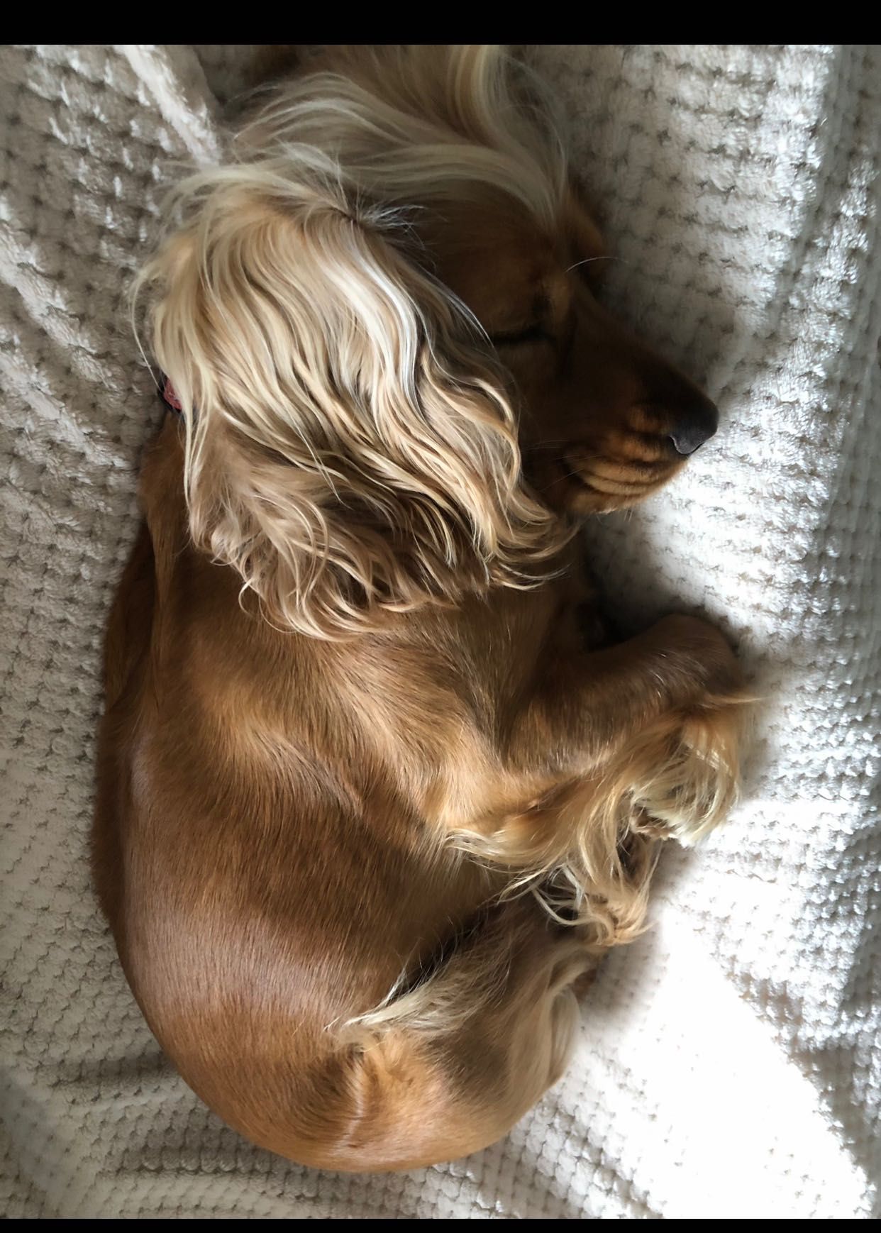 Cocker Spaniel angielski