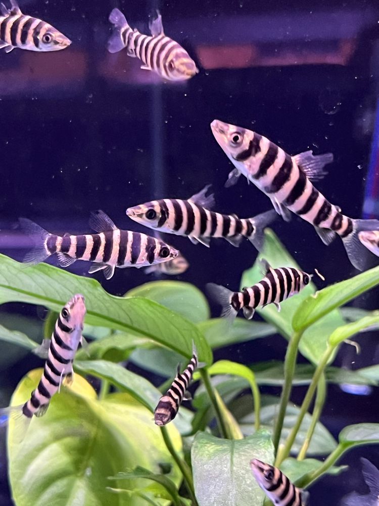Poziomnik pręgowany (leporinus faciatus) MASSON