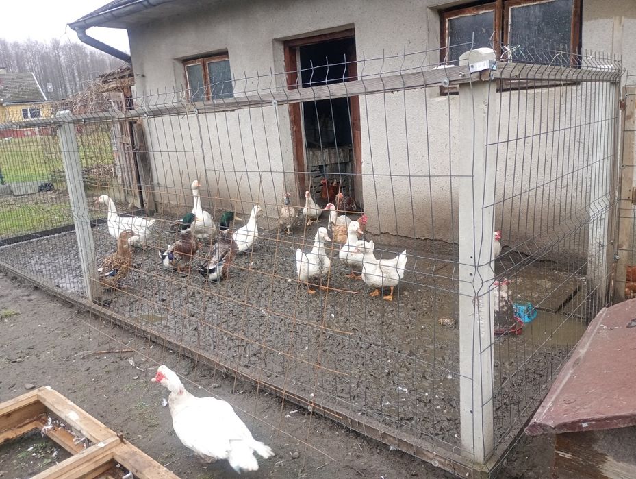 Gęsi kaczki Kaczory