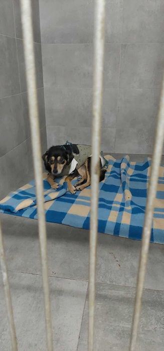 IVA - 11kg, 2 latka, łagodna, lubi koty, cudowna {FILMIKI}