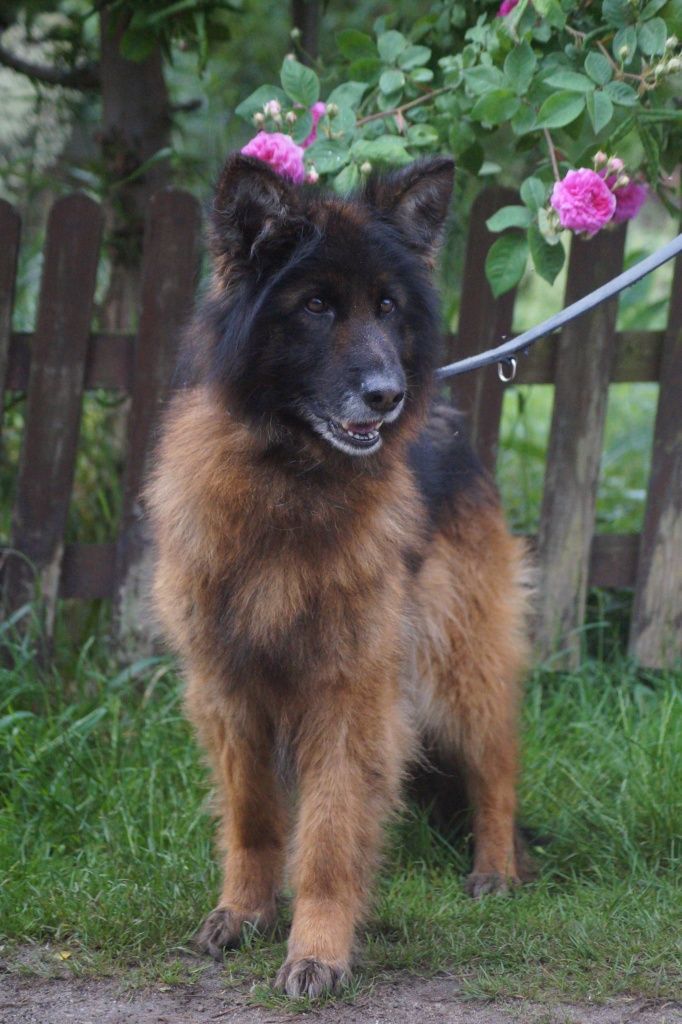 Nera- cudowna suczka owczarek niemiecki do adopcji
