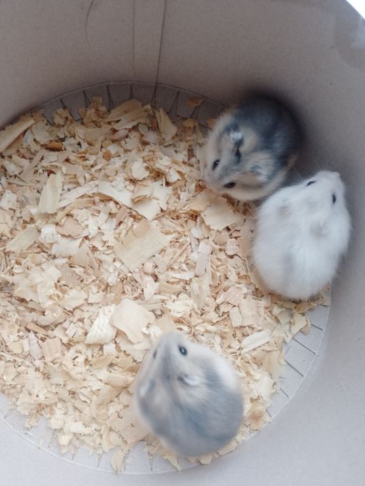 Джунгарики, хомики