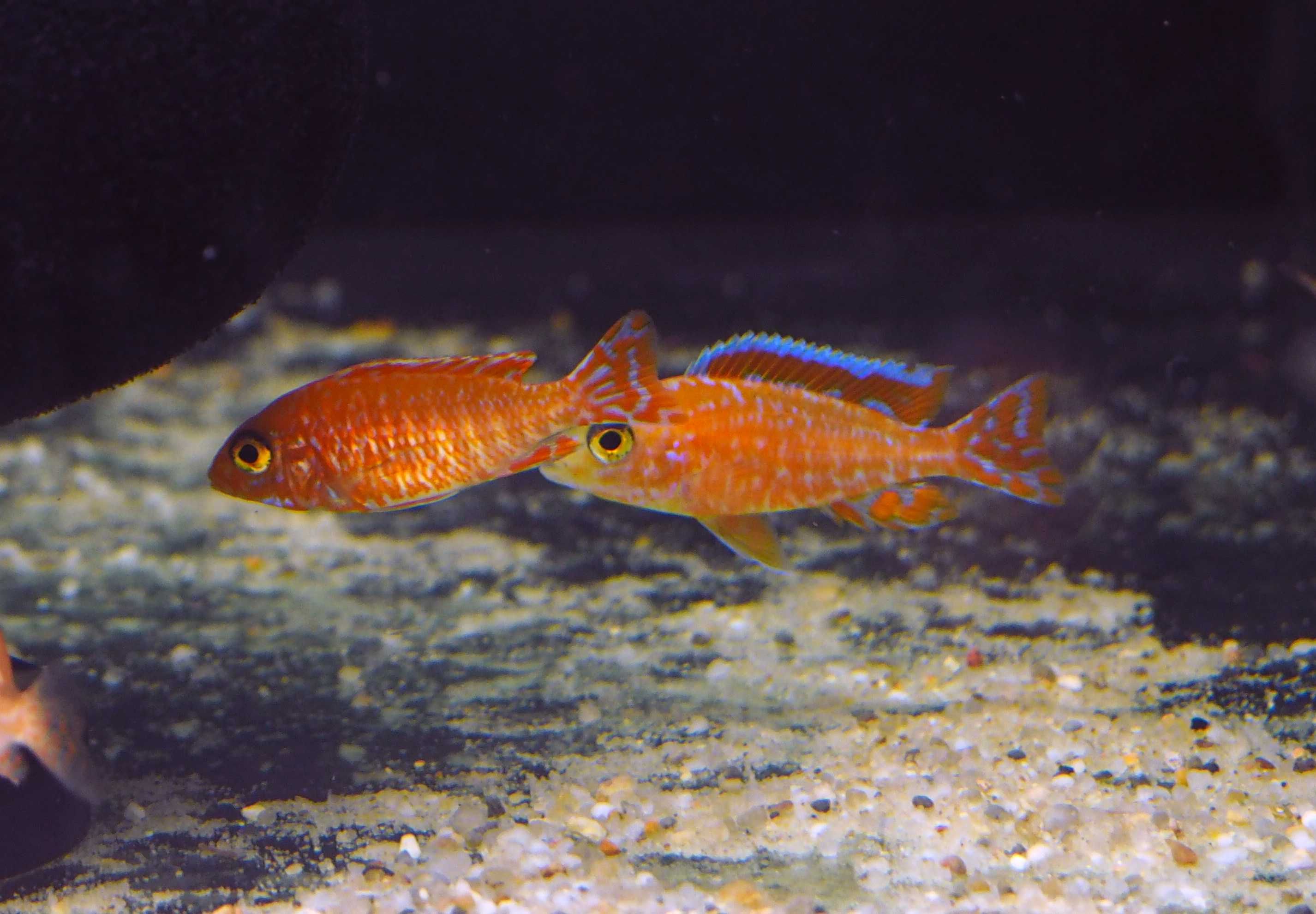 Aulonocara sp Fire Fish pyszczaki Malawi World