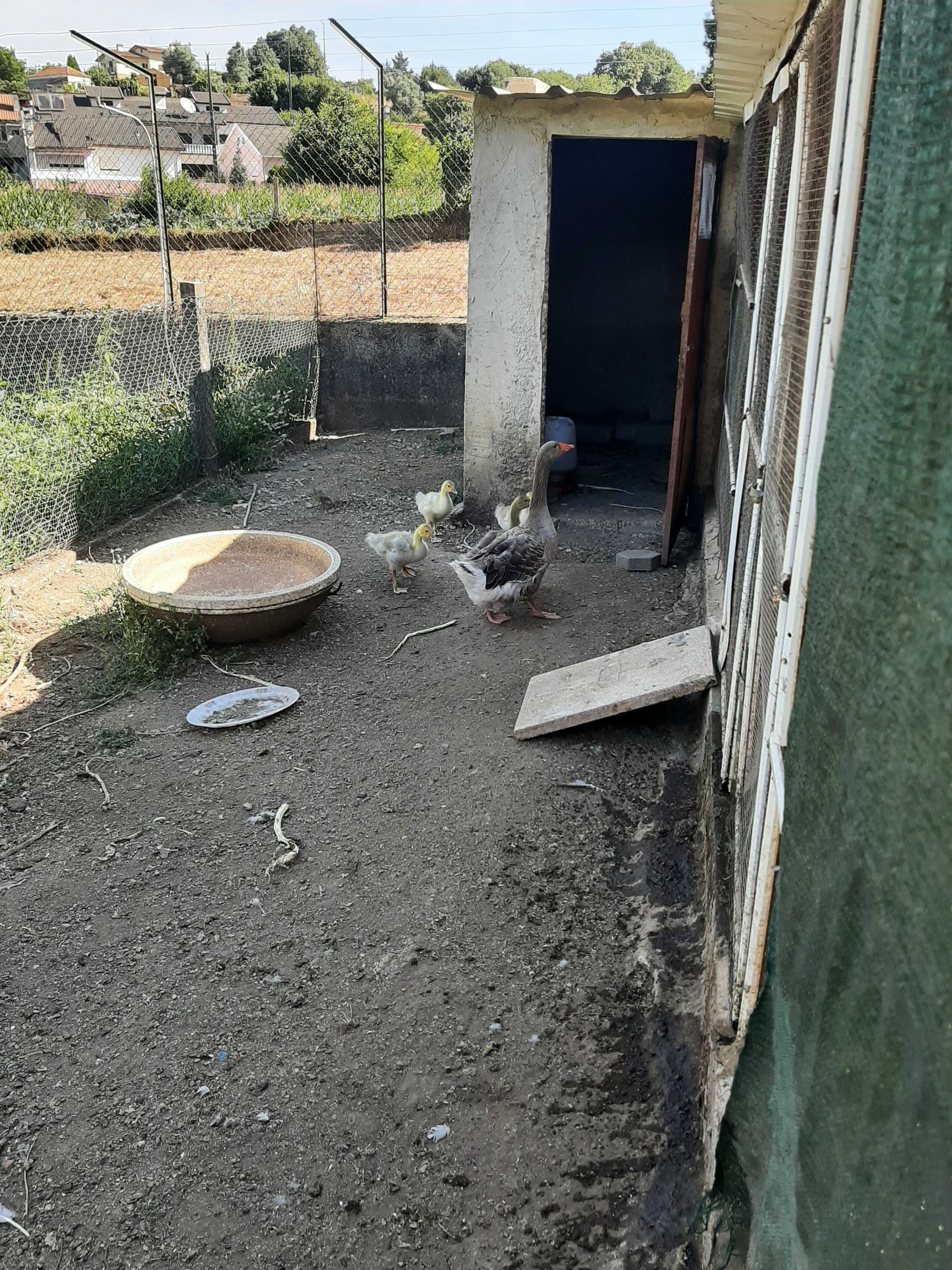 Ganços sinaleiros