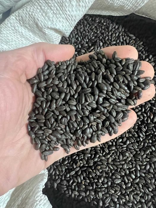 Ячмінь обсмажений з насиченим кольором та ароматом смаженої кави