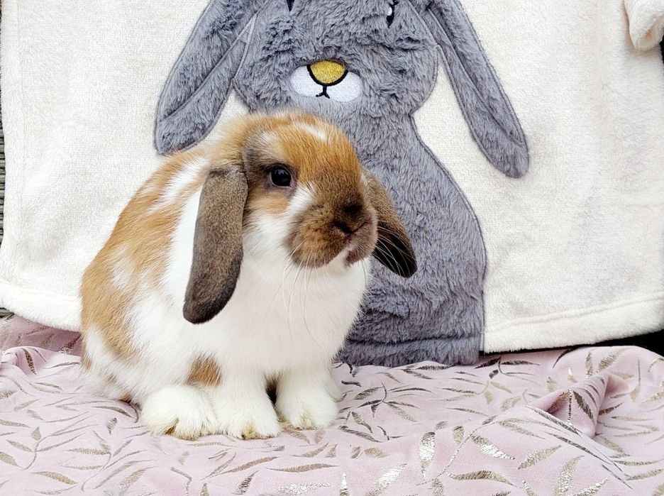 Mini lop królik miniaturka baranek teddy