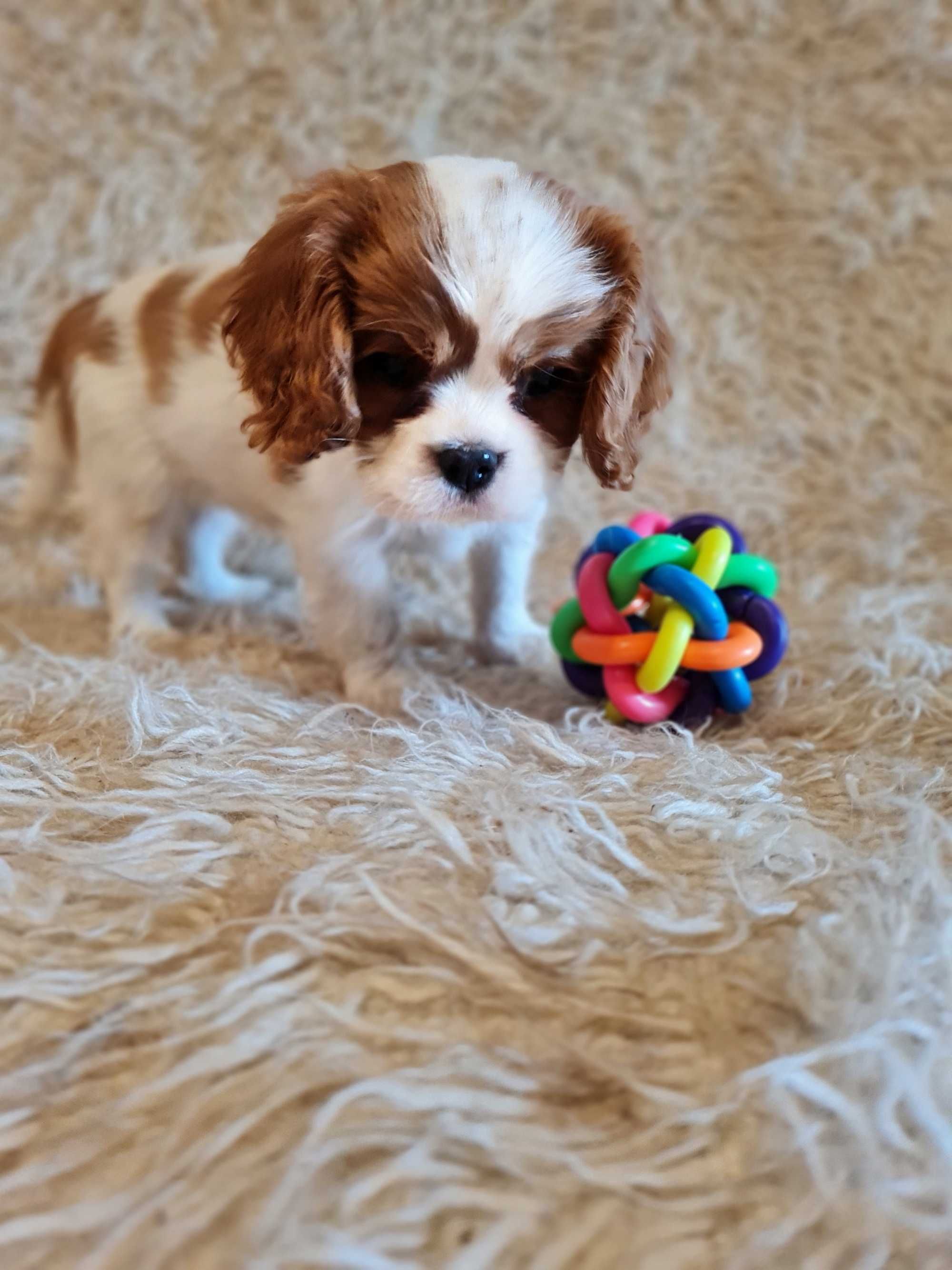 Cavalier King Charles Spaniel Suczka ZKwP FCI