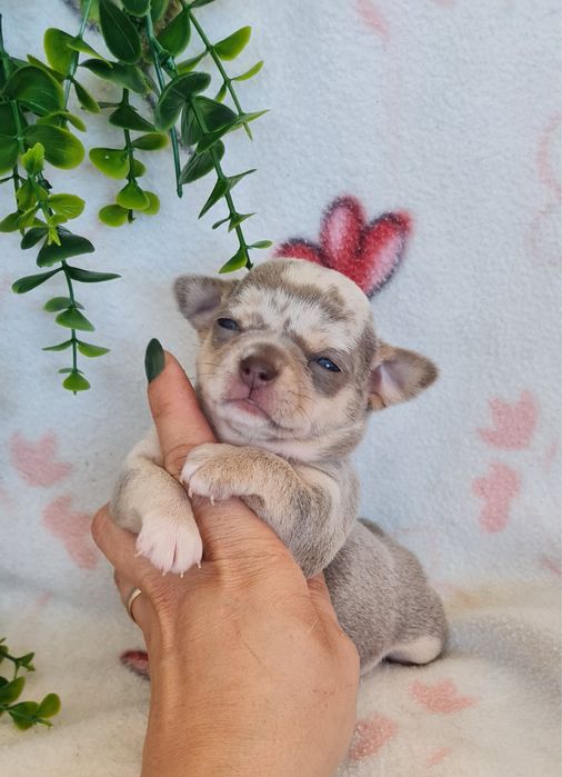 Excelente mini menina lilac merle Chihuahua/Chiuaua de Qualidade