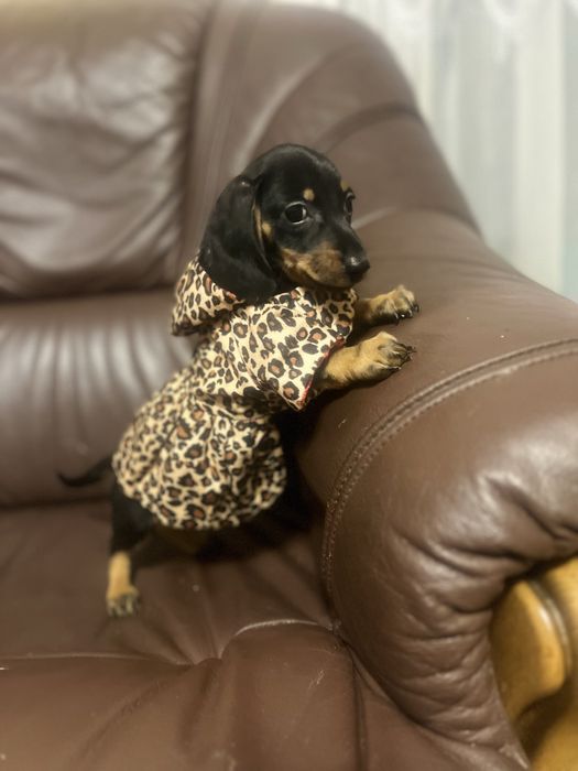 Маленька таксочка мини