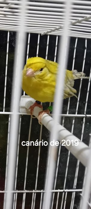 Canários de 23,22,19