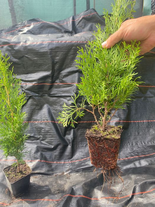 Саджанці туї, ялівцю, самшиту