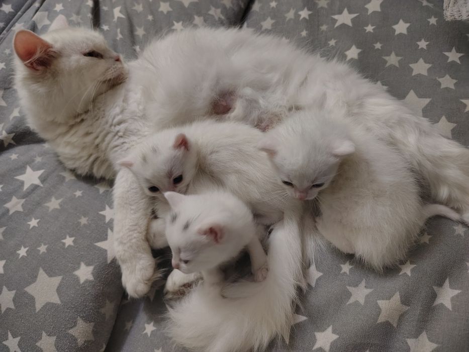 Кошенята від мами шотландки