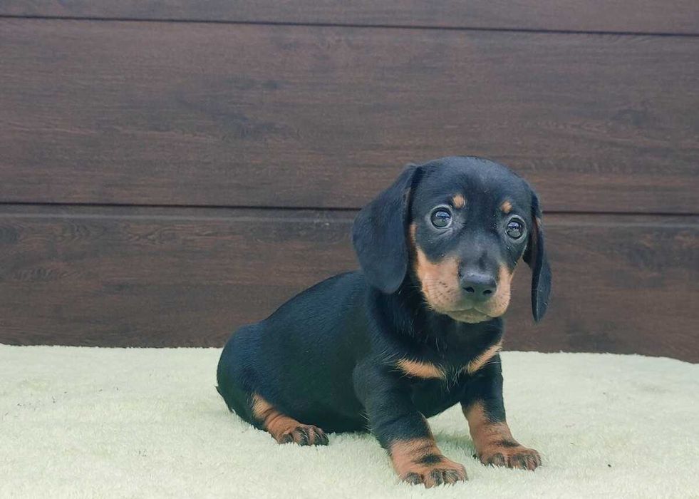 Teckel TOP - Garantia e Despistes de Patologia Genética