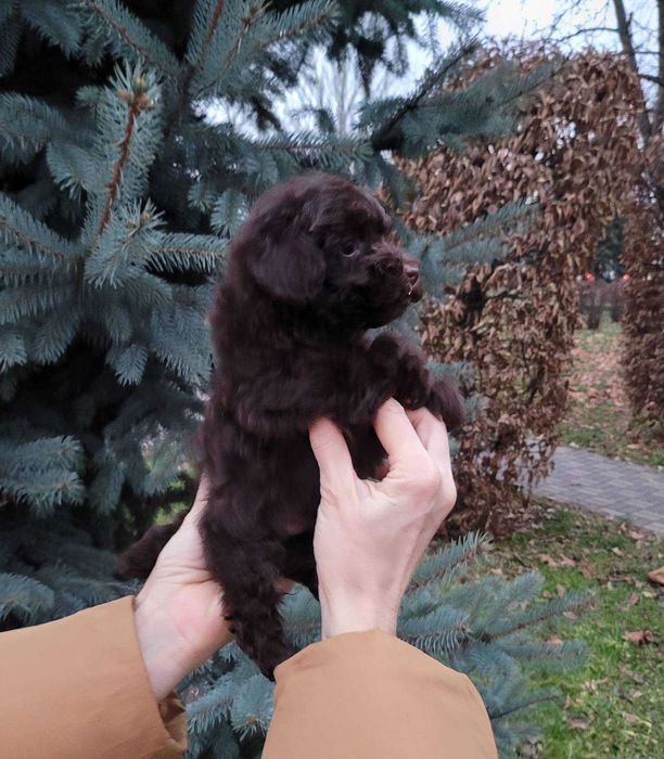 Чарівний та супер милий хлопчик коричневого Той пуделя з Києва