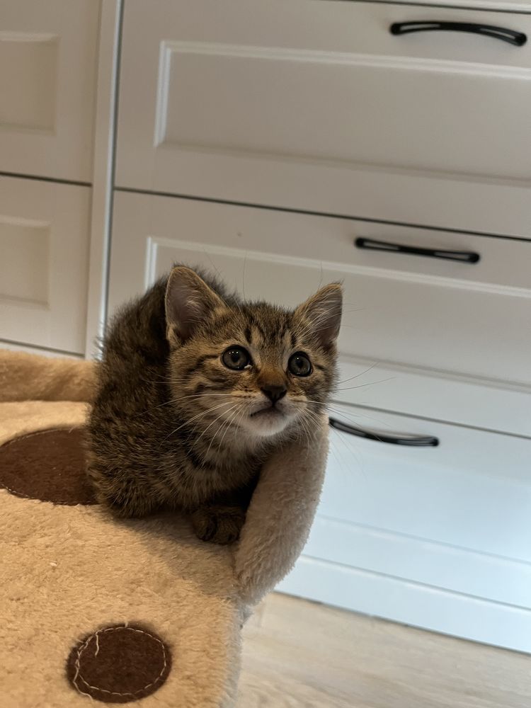 Leo malutki kotek do adopcji