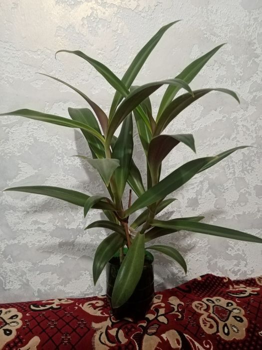 Цветок Рео комнатный и другие цветы