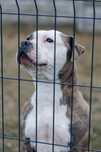 Pilne!! Ayra ok 5 let.sunia w typ czeka na adopcję Nadzieja