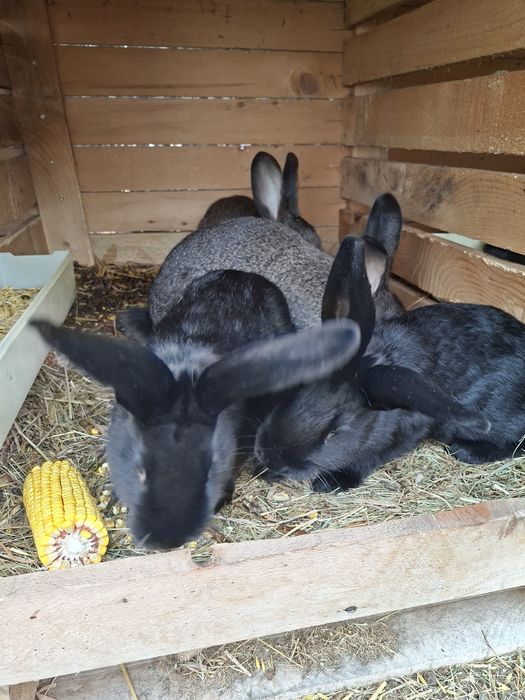 Sprzedam króliki mieszańce